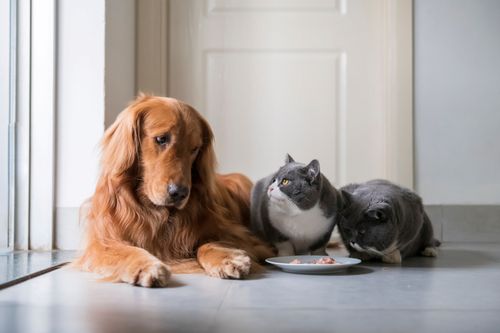 Ein Hund und zwei Katzen vor einem Futternapf