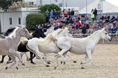 Beeindruckend: Pferde der Rasse „Araber“ galoppieren am Sonntag (30.4.2023) über den Turnierplatz im Reitstadion 
