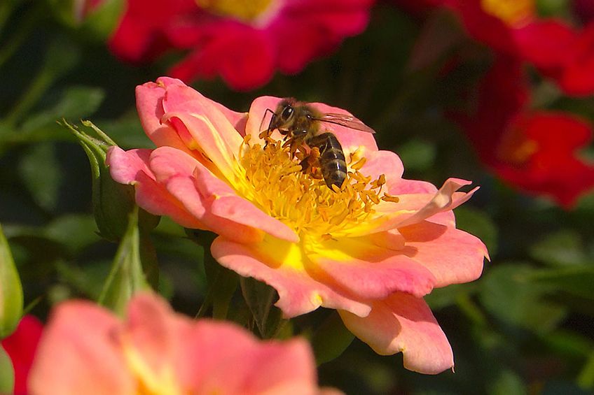 Nur ungefüllte und halbgefüllte Blüten bieten Honig- und Wildbienen freien Zugang zu den Staubgefäßen und damit zu den Pollen.