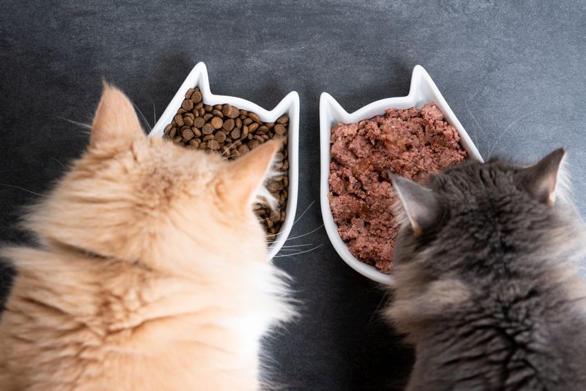 Zwei Katzen fressen