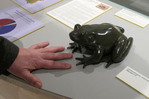 Mario Ludwig zeigt die Größe eines Ochsenfrosches