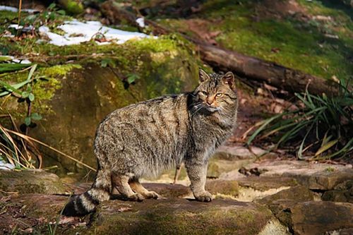 2010 konnte die scheue Wildkatze in den naturnahen Wäldern des Naturparks wieder nachgewiesen werden. 