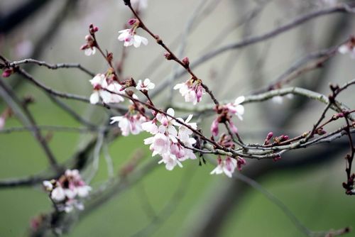 Schwetzingen: Kirschblüte 2023 (Stand: Anfang März)
