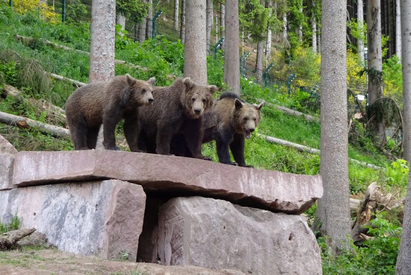 Im Alternativen Wolf- und Bärenpark Schwarzwald sollen Bären, Luchse und Wölfe in Einklang leben, in einem naturnahen Zu Hause. 