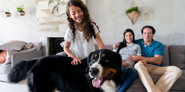 Mädchen spielt mit Hund, Eltern auf der Couch