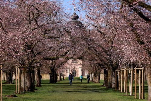 Schwetzingen: Kirschblüte 2023 (Stand 18. März)