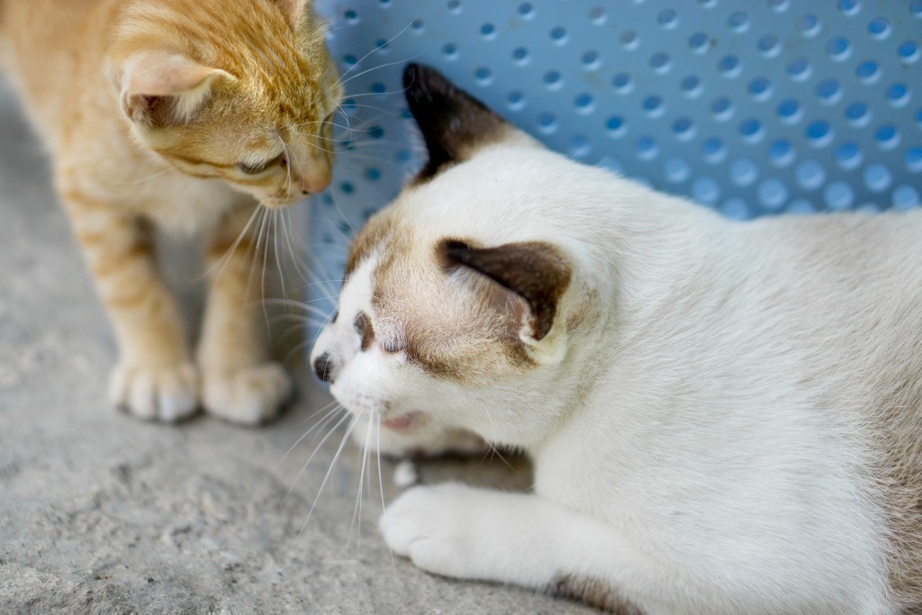 Katzen Zusammenführung Teil 2: Härtefälle
